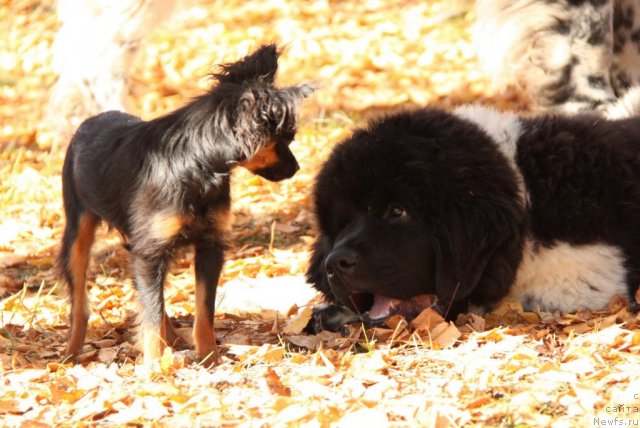 Фото: ньюфаундленд Аквиан Сонг Зес Трибьют ту Фешен