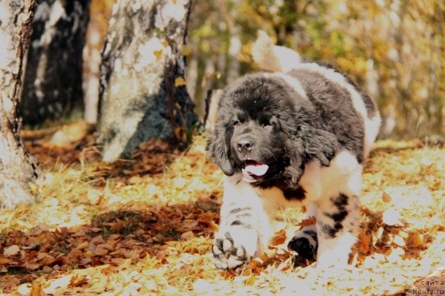 Фото: ньюфаундленд Аквиан Сонг Зес Трибьют ту Фешен