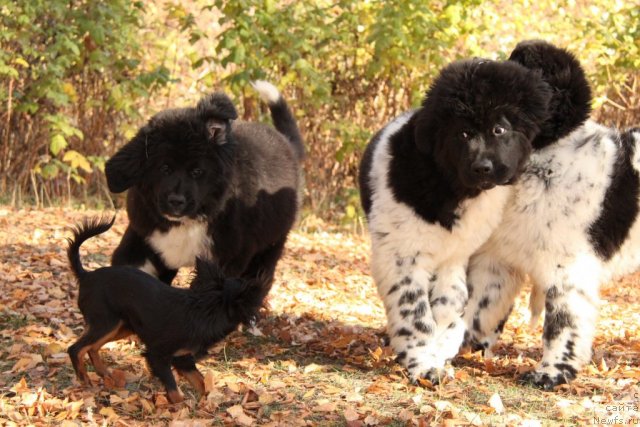 Фото: ньюфаундленд Икона Стиля, ньюфаундленд Аквиан Сонг Зес Трибьют ту Фешен