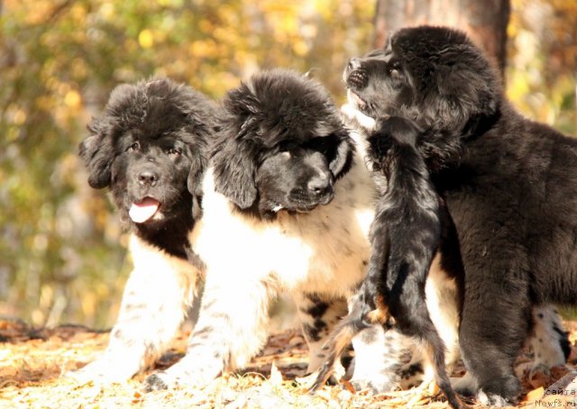 Фото: ньюфаундленд Аквиан Сонг Зес Трибьют ту Фешен, ньюфаундленд Аквиан Сонг Зиппи Панда, ньюфаундленд Икона Стиля