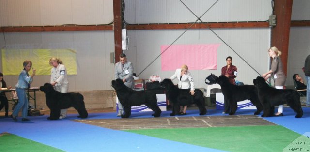 Фото: Кобели открытый класс