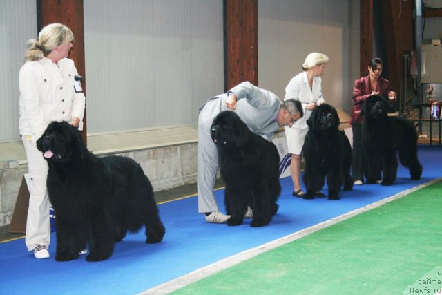 Фото: Кобели открытого класса
