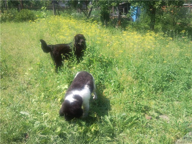 Фото: [d9491]
[d9638]