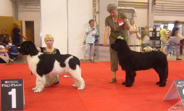 Фото: ньюфаундленд Маг Исполин Инфанта (Mag Ispolin Infanta), ньюфаундленд Сент Джонс Каравелла (Sent Djons Karavella)