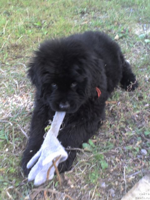 Фото: ньюфаундленд Их Высочество Владлена Маджикс