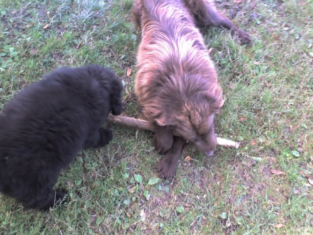 Фото: ньюфаундленд Их Высочество Владлена Маджикс, Данюшка