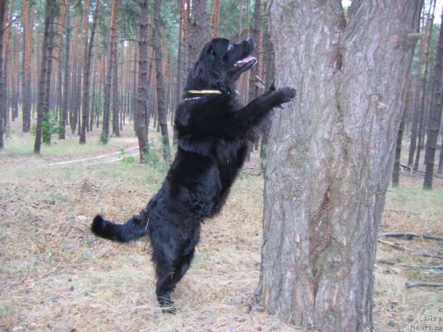 Фото: ньюфаундленд Бавария (Bavariya)