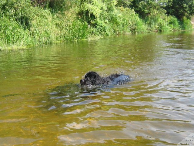 Фото: ньюфаундленд Бавария (Bavariya)