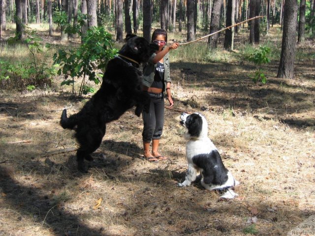 Фото: ньюфаундленд Бавария (Bavariya)