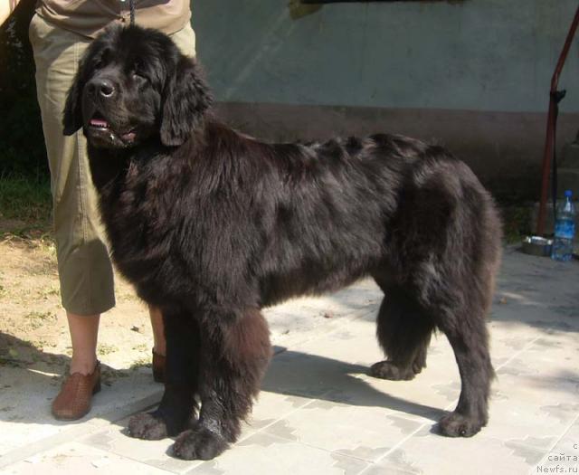 Фото: ньюфаундленд Сент Джонс Каравелла (Sent Djons Karavella)