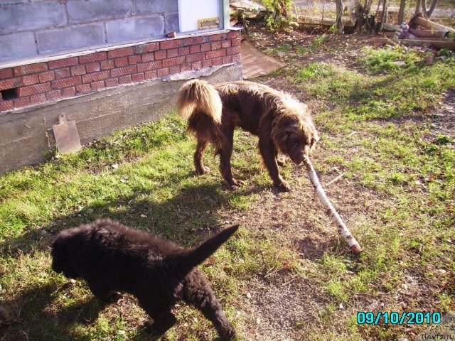 Фото: ньюфаундленд Их Высочество Владлена Маджикс, Даник