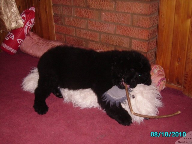 Фото: ньюфаундленд Их Высочество Владлена Маджикс