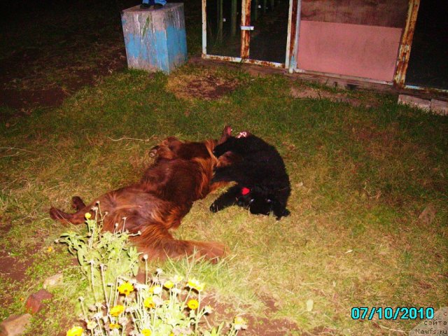 Фото: ньюфаундленд Их Высочество Владлена Маджикс, Данюшка