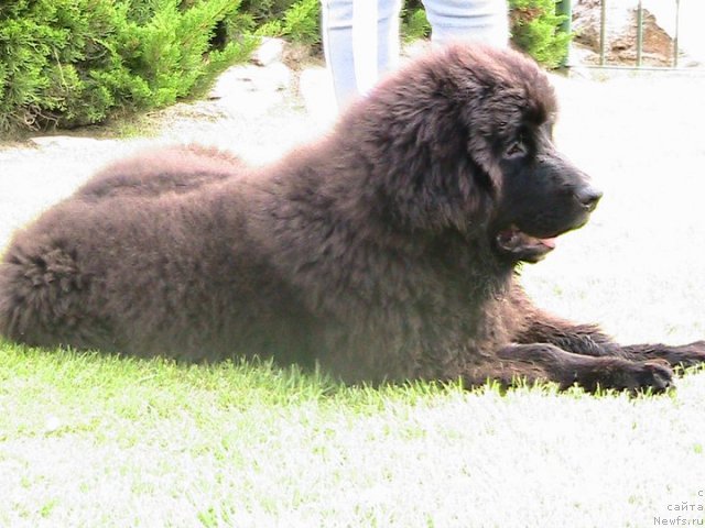 Фото: ньюфаундленд Питерньюф Чао-Какао