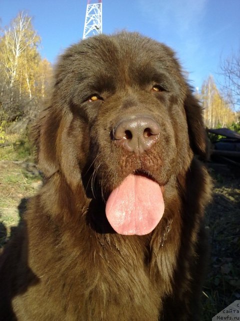 Фото: ньюфаундленд Черный Шарм Абрикосовая Карамель