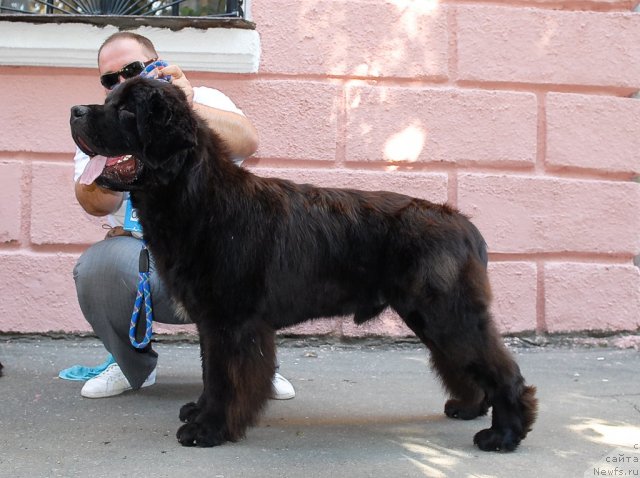 Фото: ньюфаундленд Паркер с Берега Дона (Parker s Berega Dona)