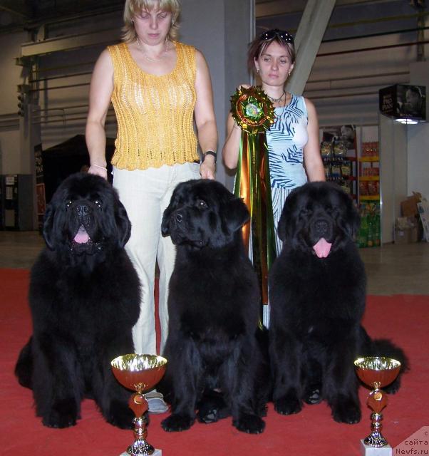 Фото: ньюфаундленд Акватория Келвин Героиня Романа (Aquatoriya Kelvin Geroinya Romana), ньюфаундленд King of Helluland Viking, ньюфаундленд Акванавт из Тихого Омута (Akvanavt iz Tihogo Omuta), Елена Зайцева (Замятина)