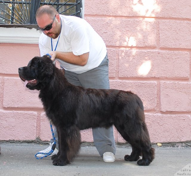 Фото: ньюфаундленд Паркер с Берега Дона (Parker s Berega Dona)