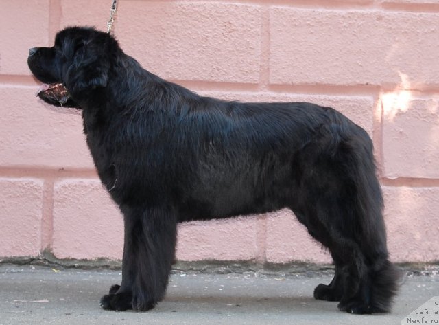 Фото: ньюфаундленд Закадычный Друг с Берега Дона (Zakadychny Dryg s Berega Dona)