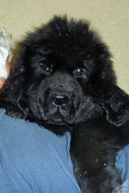 Фото: ньюфаундленд Бекки Блум