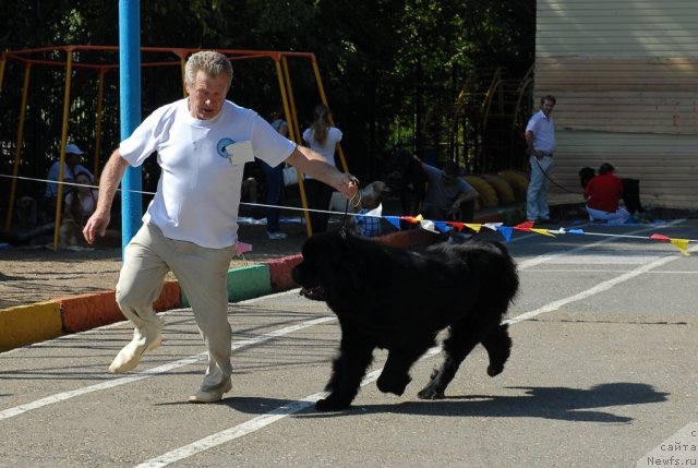 Фото: ньюфаундленд Закадычный Друг с Берега Дона (Zakadychny Dryg s Berega Dona)