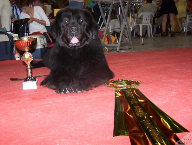 Фото: ньюфаундленд Акванавт из Тихого Омута (Akvanavt iz Tihogo Omuta)