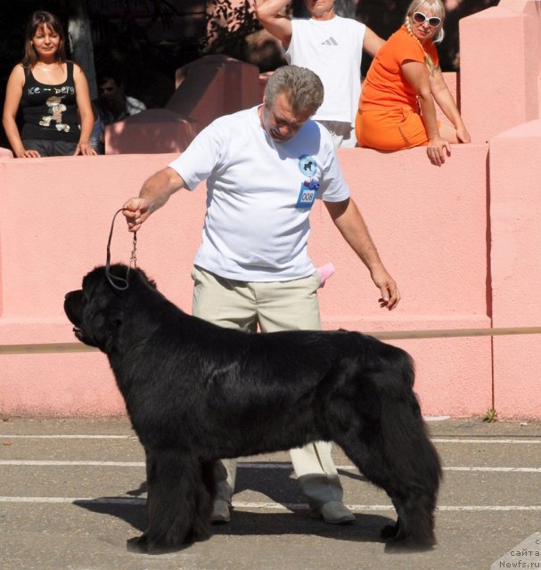 Фото: ньюфаундленд Закадычный Друг с Берега Дона (Zakadychny Dryg s Berega Dona)