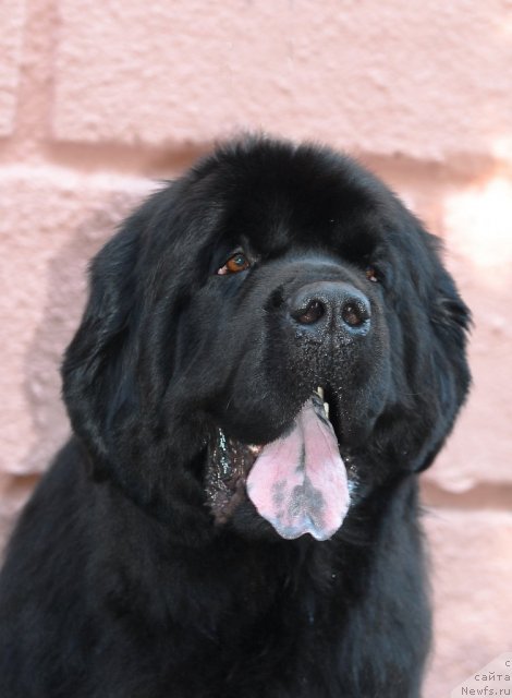 Фото: ньюфаундленд Закадычный Друг с Берега Дона (Zakadychny Dryg s Berega Dona)