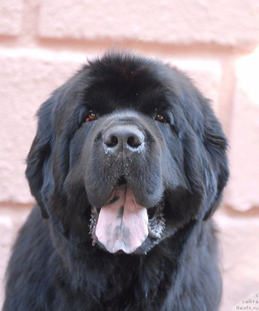 Фото: ньюфаундленд Закадычный Друг с Берега Дона (Zakadychny Dryg s Berega Dona)