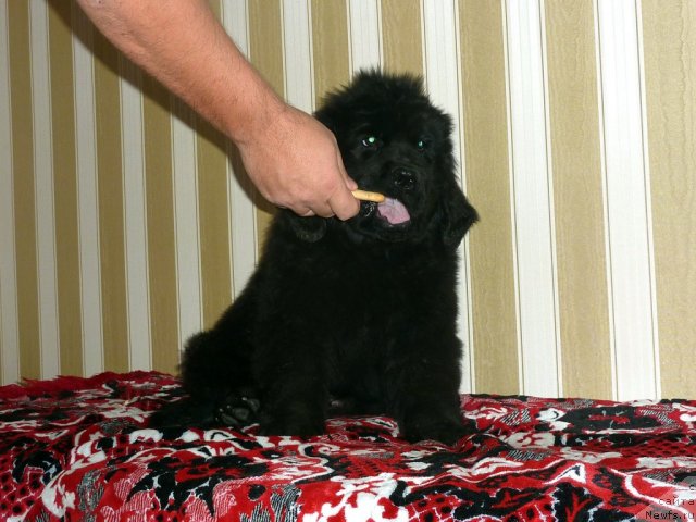 Фото: ньюфаундленд Бекки Блум