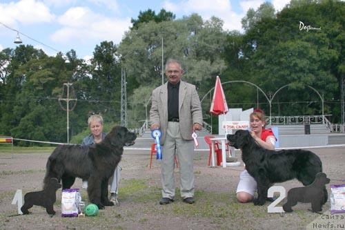 Фото: ньюфаундленд My Big Dream Eyecatcher, ньюфаундленд Смигар Очей Очарованье (Smigar Ochey Ocharovanie)