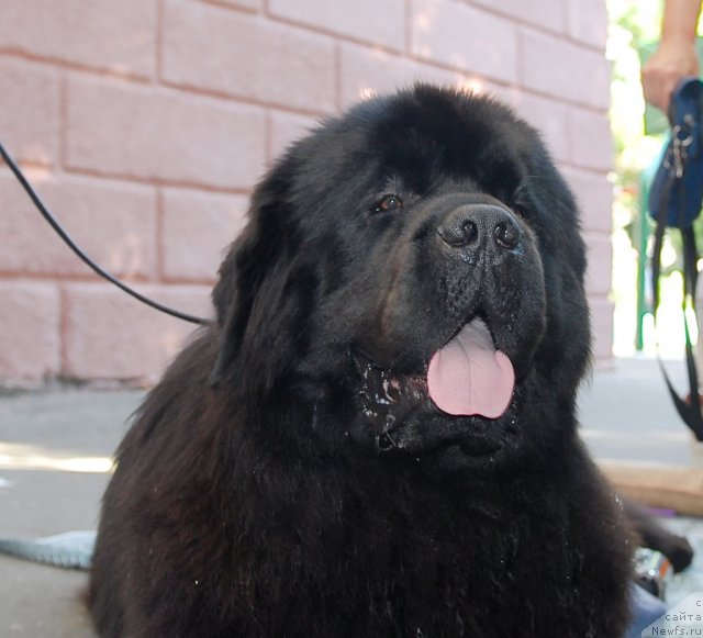 Фотография № 51335