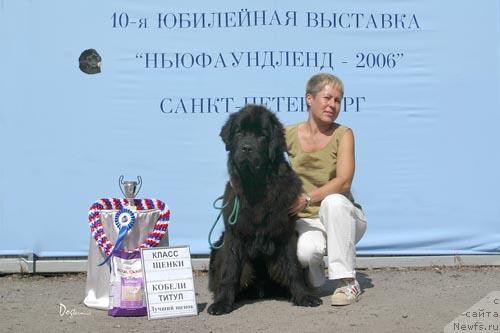 Фото: ньюфаундленд My Big Dream Eyecatcher