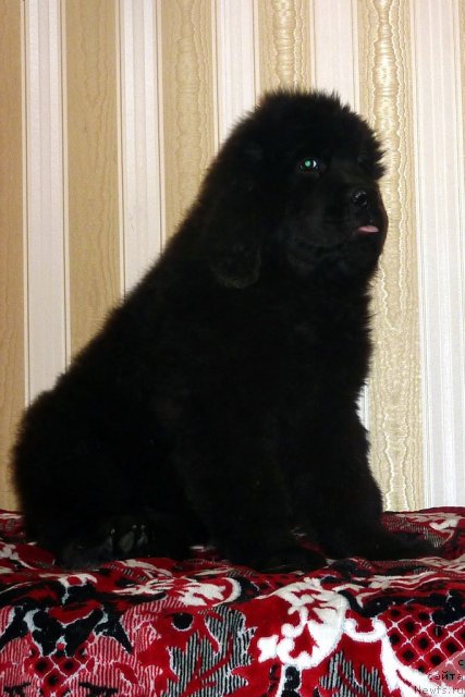 Фото: ньюфаундленд Бекки Блум