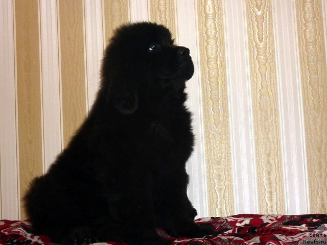 Фото: ньюфаундленд Бекки Блум