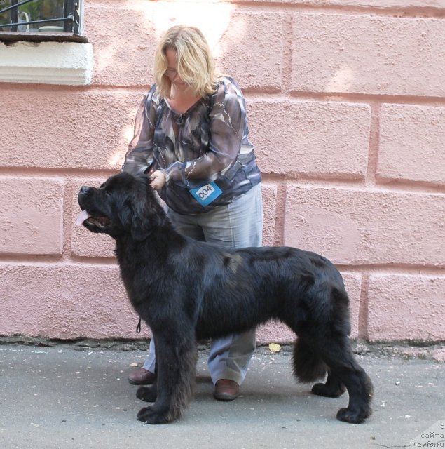 Фото: ньюфаундленд Сент Джонс Сабина Мистикал (Sent Djons Sabina Mistical)