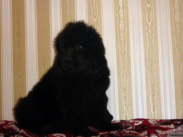 Фото: ньюфаундленд Бекки Блум