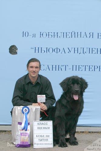 Фото: ньюфаундленд Смигар Океанский Бриз