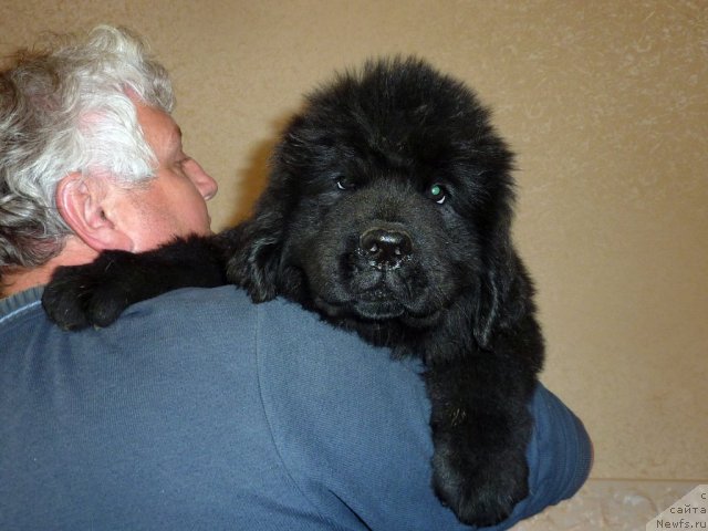 Фото: ньюфаундленд Белли Бёрд