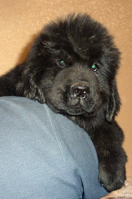 Фото: ньюфаундленд Белли Бёрд