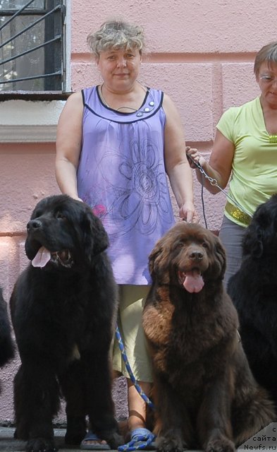 Фото: ньюфаундленд Паркер с Берега Дона (Parker s Berega Dona), ньюфаундленд Ёка Она с Берега Дона (Joka Ona s Berega Dona)