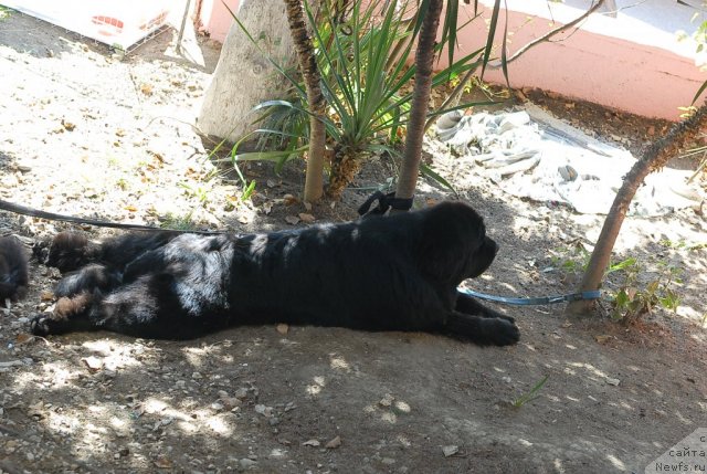 Фотография № 51361