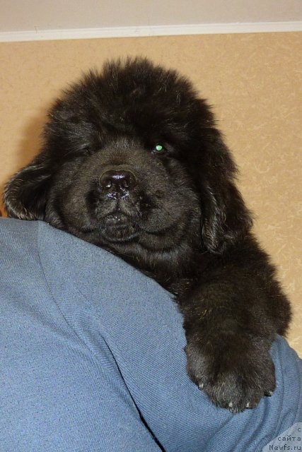 Фото: ньюфаундленд Белли Бёрд