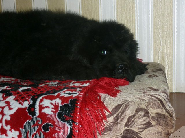 Фото: ньюфаундленд Белли Бёрд