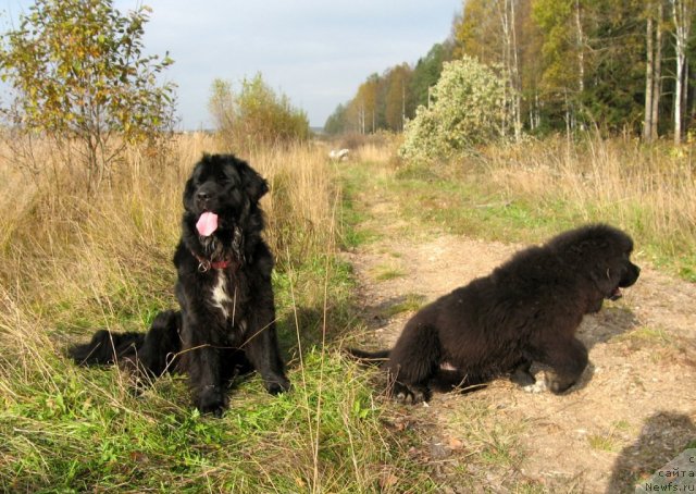 Фото: ньюфаундленд Питерньюф Чупа-Чупс