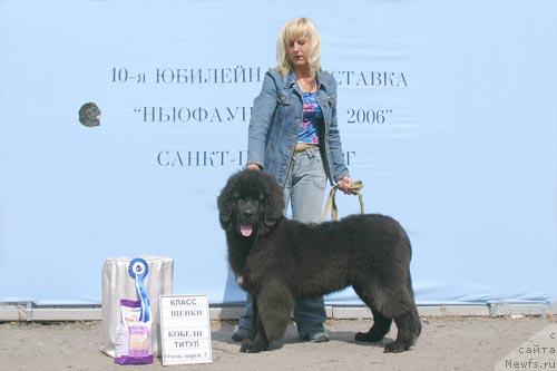 Фото: ньюфаундленд Тагор