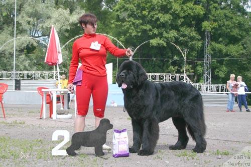 Фото: ньюфаундленд Bjornebandens Richardo Dot Com