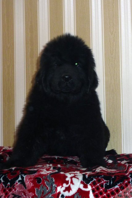 Фото: ньюфаундленд Белли Бёрд