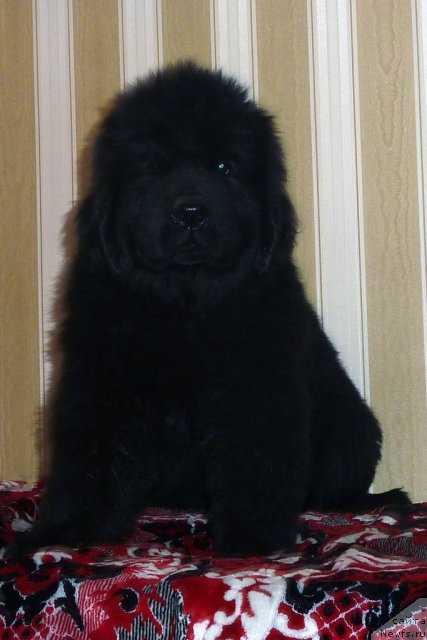 Фото: ньюфаундленд Белли Бёрд