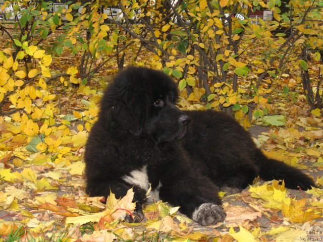 Фото: ньюфаундленд Питерньюф Ча-Ча-Ча